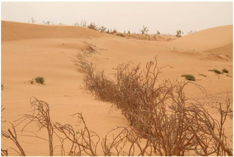 Reforestation near Nouakchott