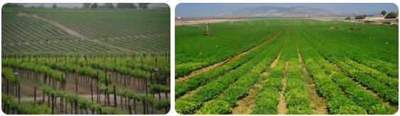 Israel Agriculture